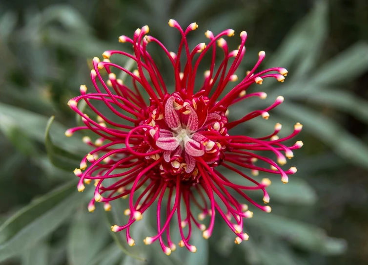 a close up of a red flower on a plant, by Elizabeth Durack, pexels, seven pointed pink star, flower explosion, straya, full front view