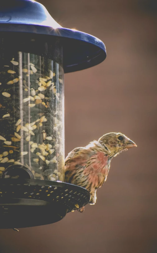 a bird sitting on top of a bird feeder, by Neil Blevins, pexels, multiple stories, warm colors--seed 1242253951, pink, digital image