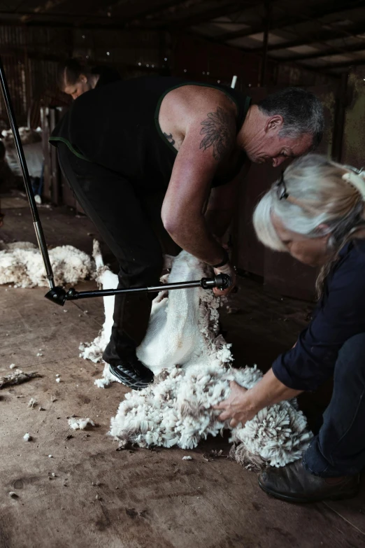 a man and a woman shearing a sheep, by Elizabeth Durack, trending on unsplash, filthy matted fur, inside a barn, lots of white cotton, slightly tanned