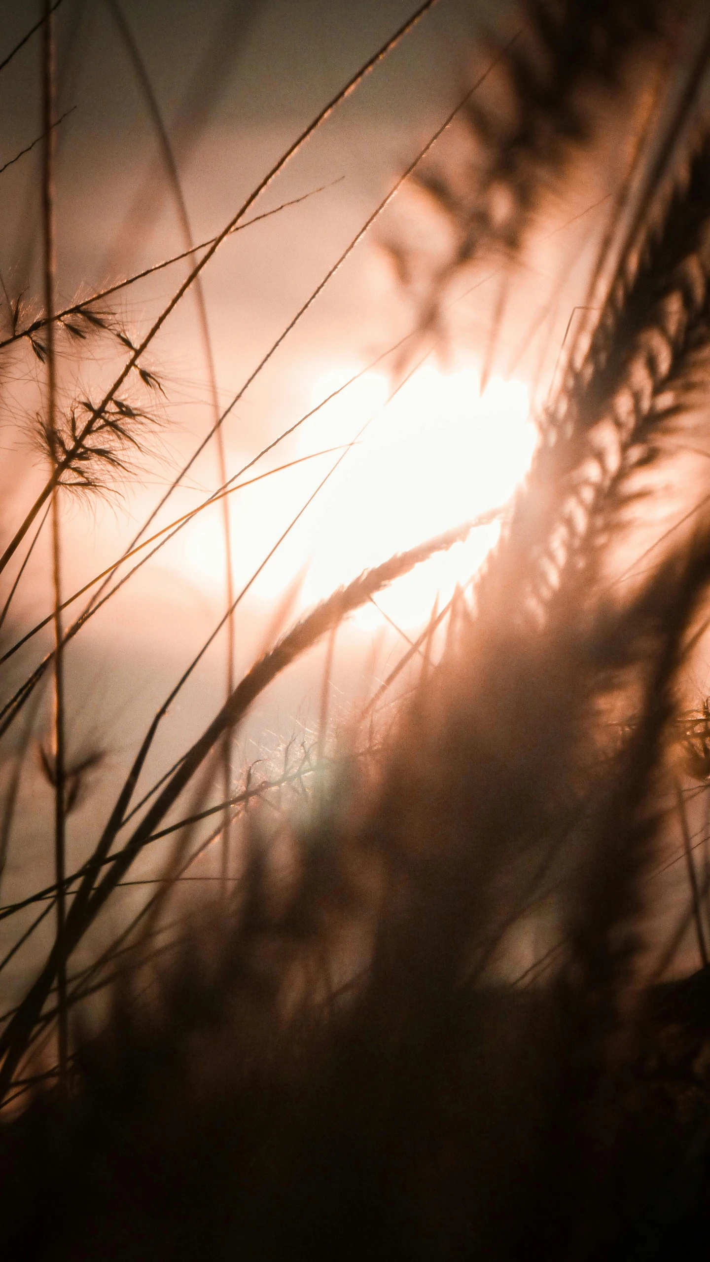 the sun is shining through the tall grass, by Andries Stock, pexels, medium format. soft light, high quality photo, sunset lighting 8k, a close up shot