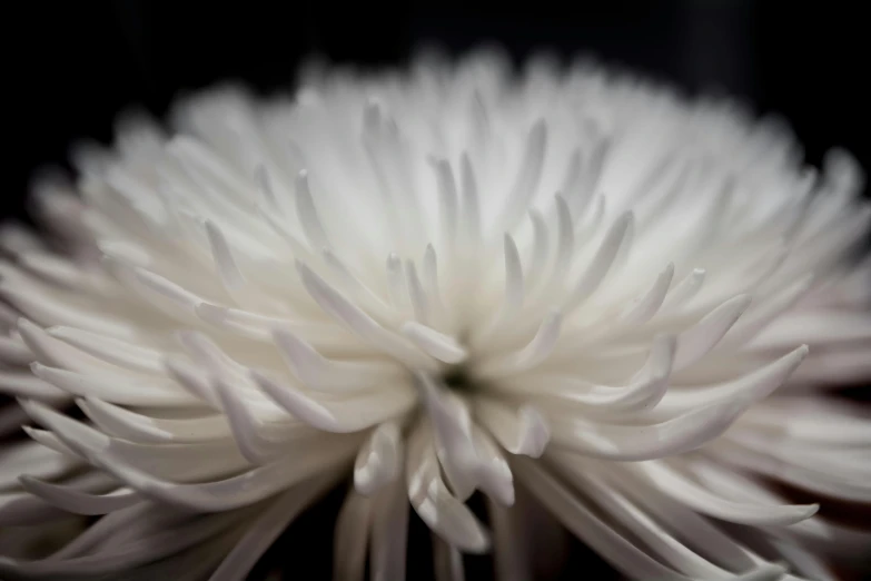 a close up of a white flower on a black background, a macro photograph, inspired by Robert Mapplethorpe, unsplash, art photography, paper chrysanthemums, white sweeping arches, hyperrealistic ”