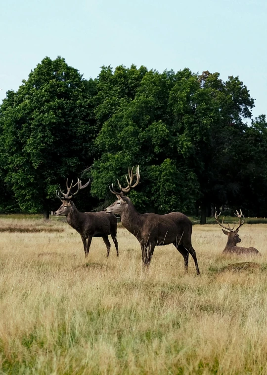 a herd of deer standing on top of a grass covered field, london, 2022 photograph, tall, watch photo