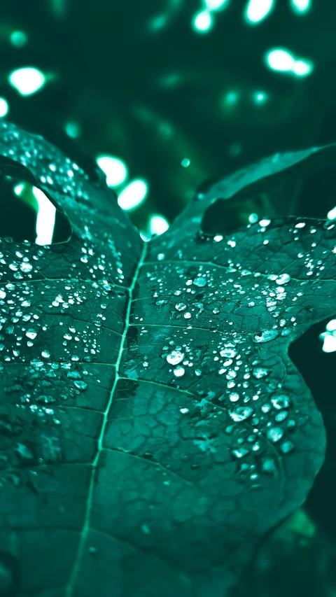 a green leaf with water droplets on it, inspired by Elsa Bleda, trending on pexels, conceptual art, teal lights, 15081959 21121991 01012000 4k, water is made of stardust, instagram photo