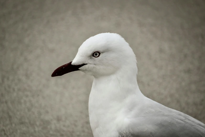 a close up of a seagull on a beach, by Peter Churcher, unsplash contest winner, photorealism, albino white pale skin, on grey background, manly, photograph taken in 2 0 2 0