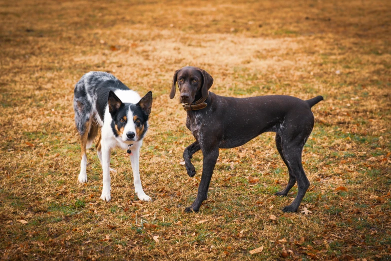 a couple of dogs that are standing in the grass, square, listing image, mixed animal, spotted