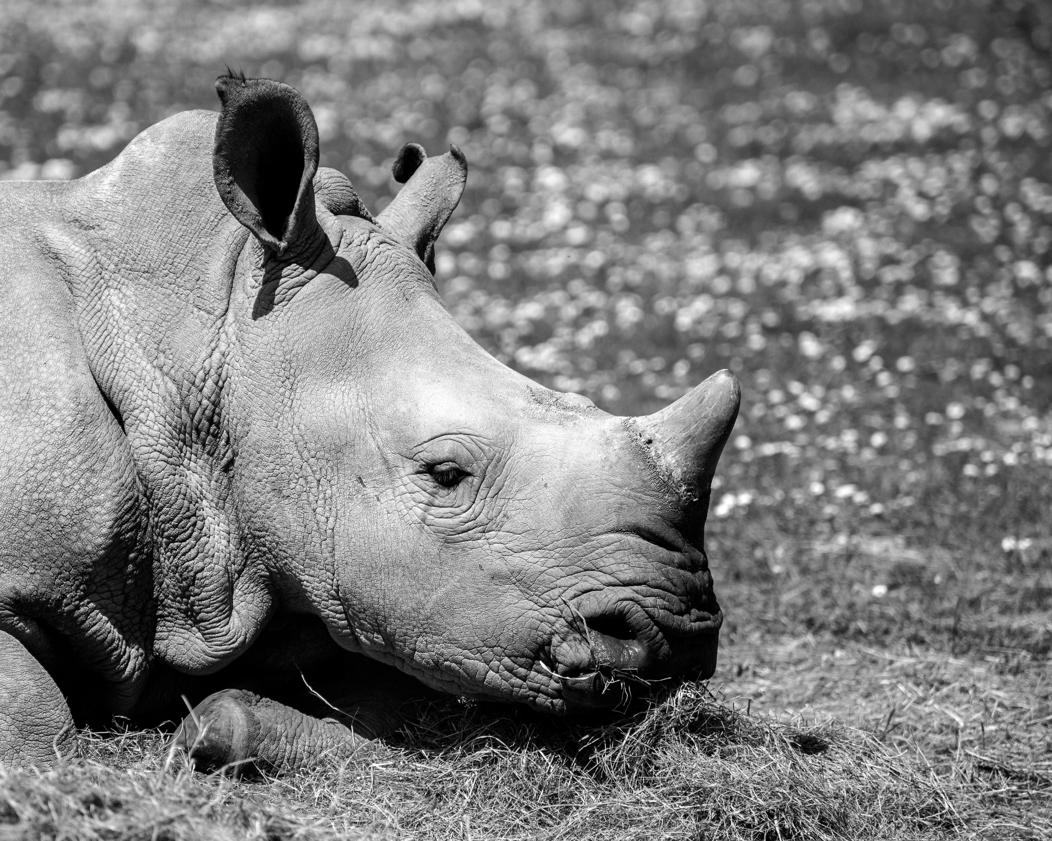 a black and white photo of a rhino laying in the grass, a portrait of @hypnos_onc, relaxing after a hard day, taken in the early 2020s, devastated