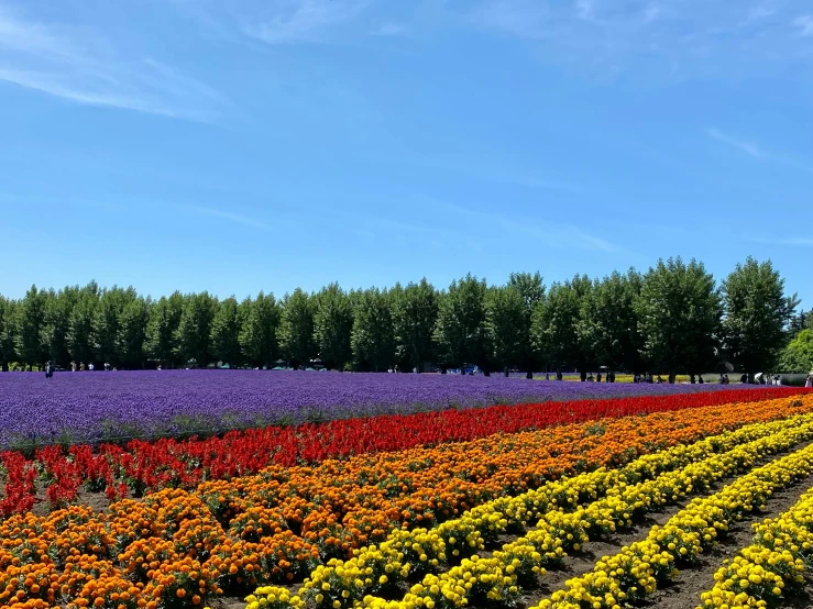 a field of flowers with trees in the background, a picture, by Carey Morris, pexels, color field, chiba prefecture, rows of lush crops, orange and turquoise ans purple, purple and red flowers