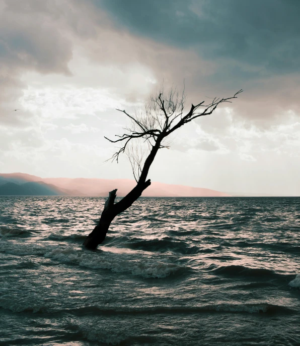 a lone tree in the middle of a body of water, inspired by Storm Thorgerson, unsplash contest winner, romanticism, deteriorated, “ iron bark, the dead sea, ignant