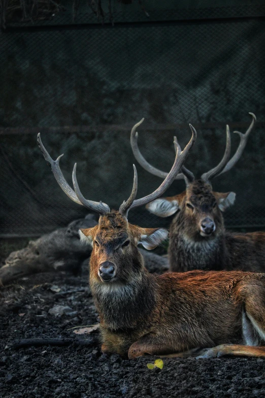 a herd of deer laying on top of a pile of dirt, a portrait, by Jesper Knudsen, pexels contest winner, baroque, two male, concert, blank, 2 animals