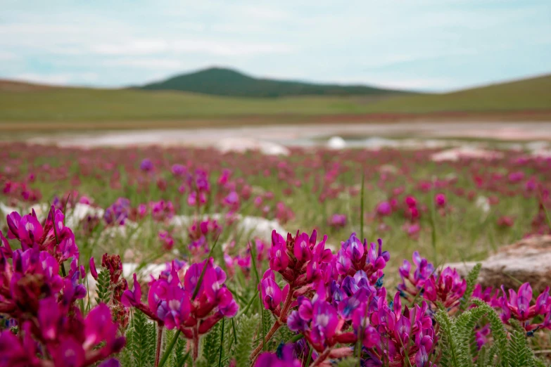 a field of purple flowers with a mountain in the background, by Alice Mason, unsplash contest winner, land art, mongolia, pink white turquoise, in the steppe, midsummer