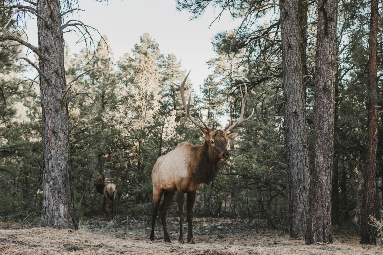 a large elk standing in the middle of a forest, by Emma Andijewska, unsplash contest winner, rafeal albuquerque, pine trees in the background, camp, new mexico