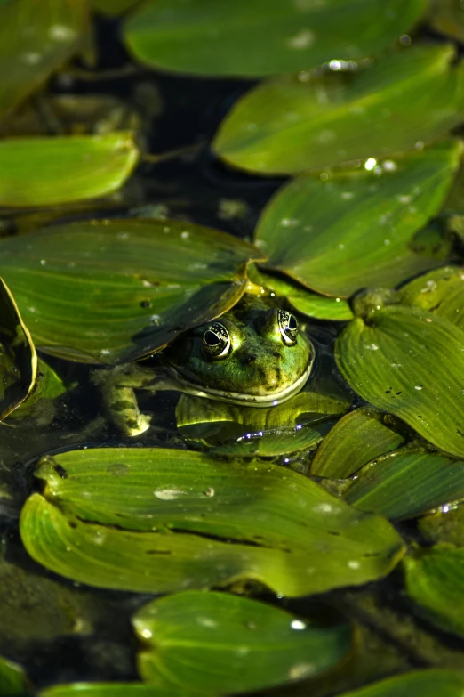 a frog that is sitting in some water, covered in leaves, looking content, lying on lily pad, slide show