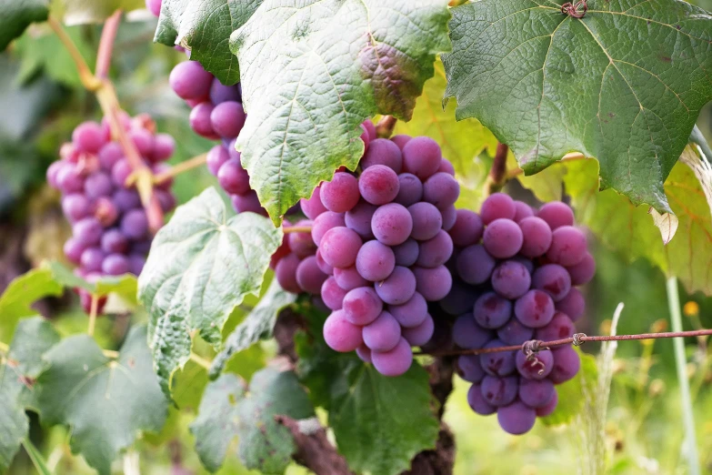 a bunch of purple grapes hanging from a vine, no cropping, ((purple)), multicoloured, medium-shot