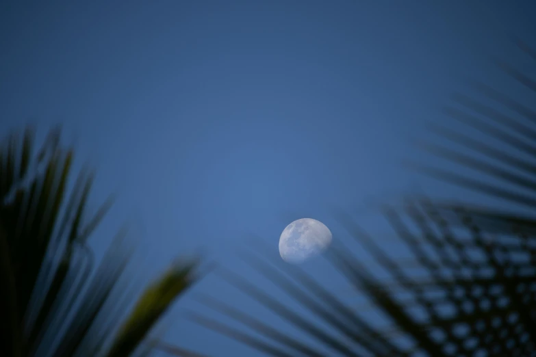 the moon is seen through the leaves of a palm tree, a picture, unsplash, hurufiyya, shot on sony a 7 iii, blue, cloudless sky, moonwalker photo