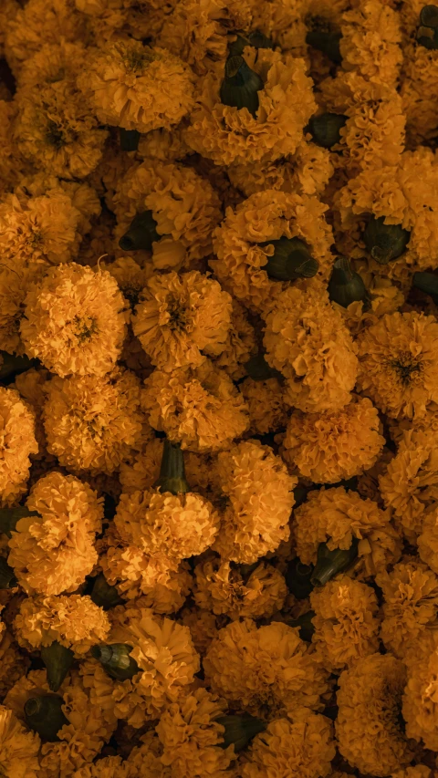 a close up of a bunch of yellow flowers, vanitas, celebrating day of the dead, photograph from above, india, filmstill