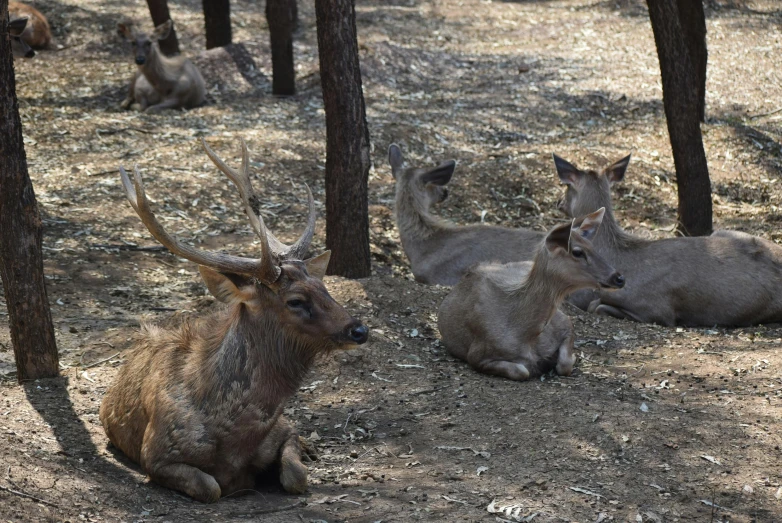 a group of deer sitting next to each other in a forest, in avila pinewood, sprawling, well shaded, colour photo