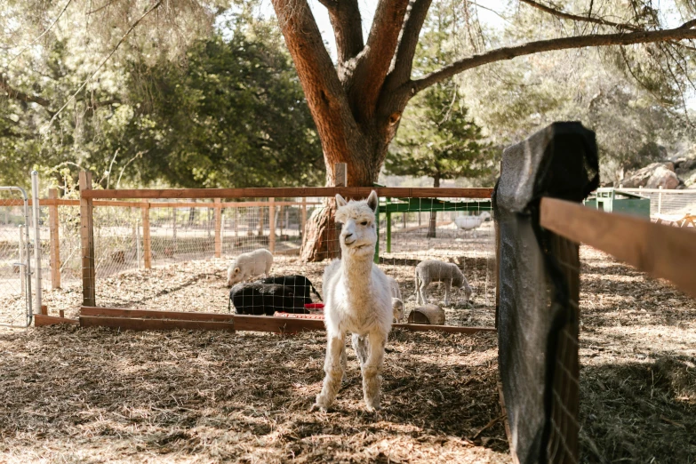 a cat that is standing in the dirt, llama with dreadlocks, laying under a tree on a farm, glamping, standing astride a gate