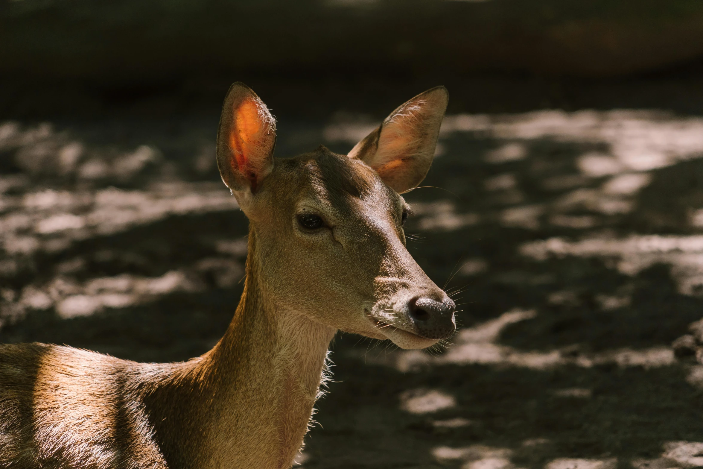 a deer that is laying down in the dirt, pexels contest winner, dappled light, closeup 4k, young female, museum quality photo