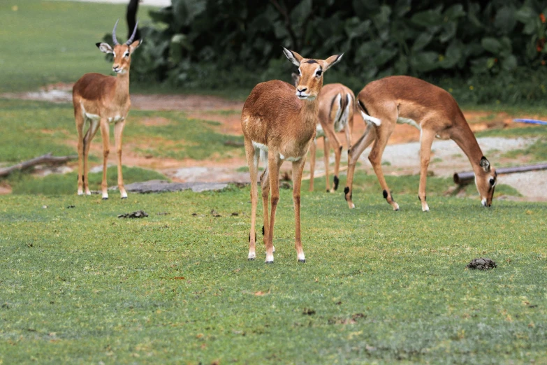 a herd of deer standing on top of a lush green field, pexels contest winner, hurufiyya, jamaica, zoo, ready to eat, bangalore