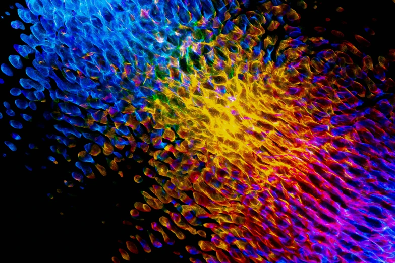 a close up of a colorful object on a black background, a microscopic photo, by Jan Rustem, generative art, skin made of led point lights, bright rainbow nimbus, blue and yellow glowing lights, shot from below
