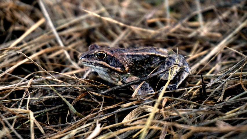 a frog that is sitting in the grass, an album cover, unsplash, renaissance, brown stubble, new mexico, ultra high resolution, low-contrast