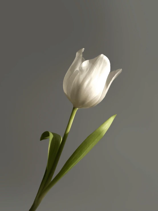 a single white tulip sitting in a vase, inspired by Robert Mapplethorpe, romanticism, light grey mist, large tall