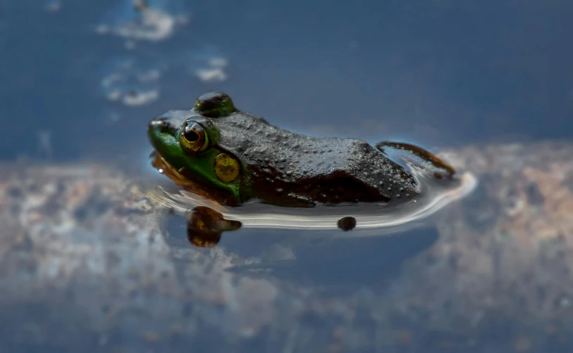 a frog that is sitting in some water, by Sven Erixson, pexels contest winner, photorealism, black, floating liquid, high quality photo, looking to the right