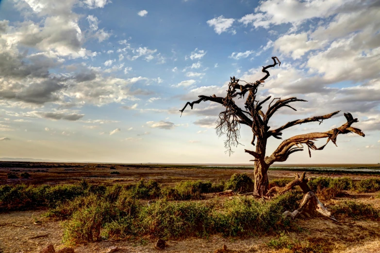 a dead tree sitting in the middle of a field, by Peter Churcher, unsplash contest winner, land art, on the african plains, blue sky, overlooking a desolate wasteland, slide show