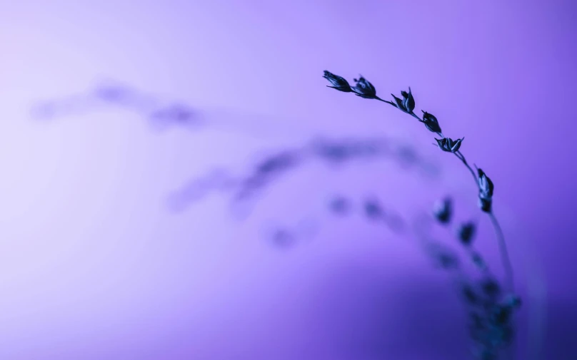 a close up of a plant with a purple background, a macro photograph, by Thomas Häfner, minimalism, silhouette :7, blue blurred, lavender plants, a long-shot