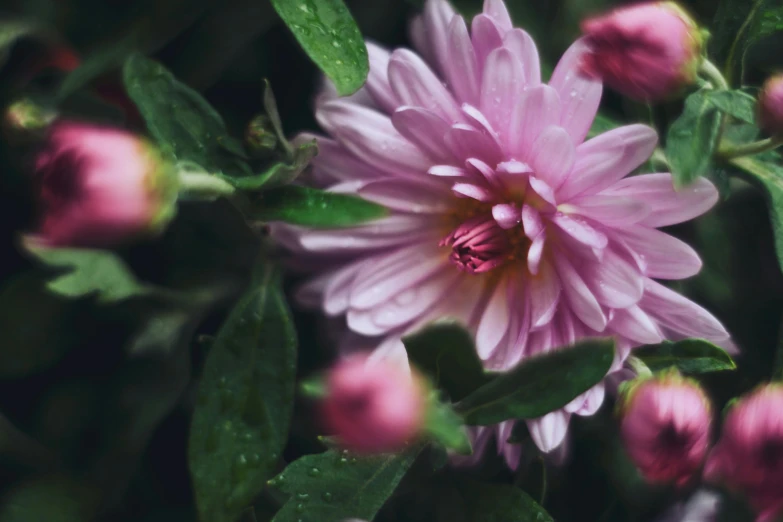 a close up of a pink flower with green leaves, unsplash, cinematic footage, chrysanthemums, slight overcast, shot on sony a 7