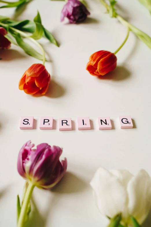 the word spring spelled with scrabbles and tulips, trending on unsplash, happening, squares, thumbnail, low quality photo, 3 spring deities