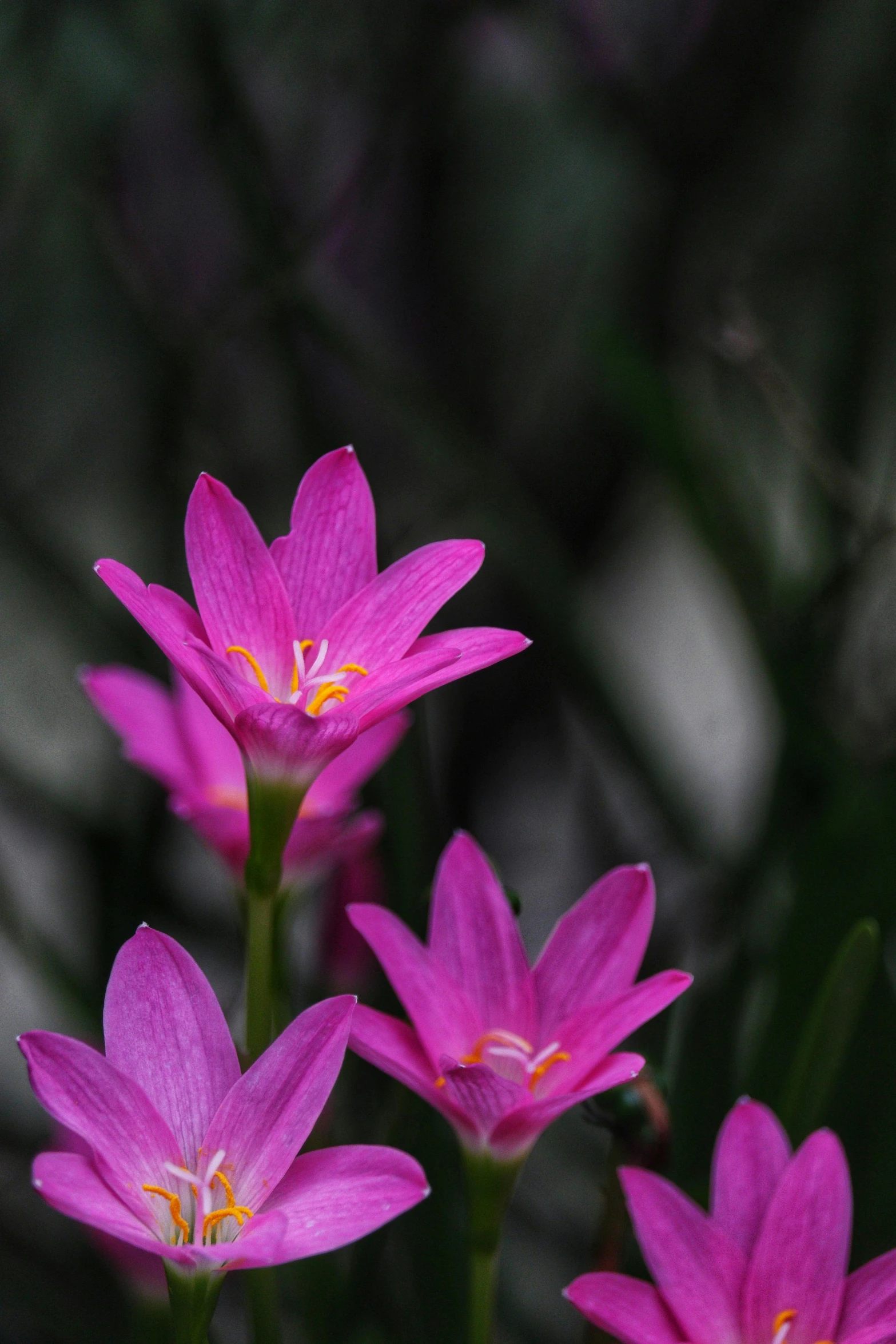 a group of pink flowers sitting on top of a lush green field, hurufiyya, often described as flame-like, tiny stars, colour photograph, on a dark background