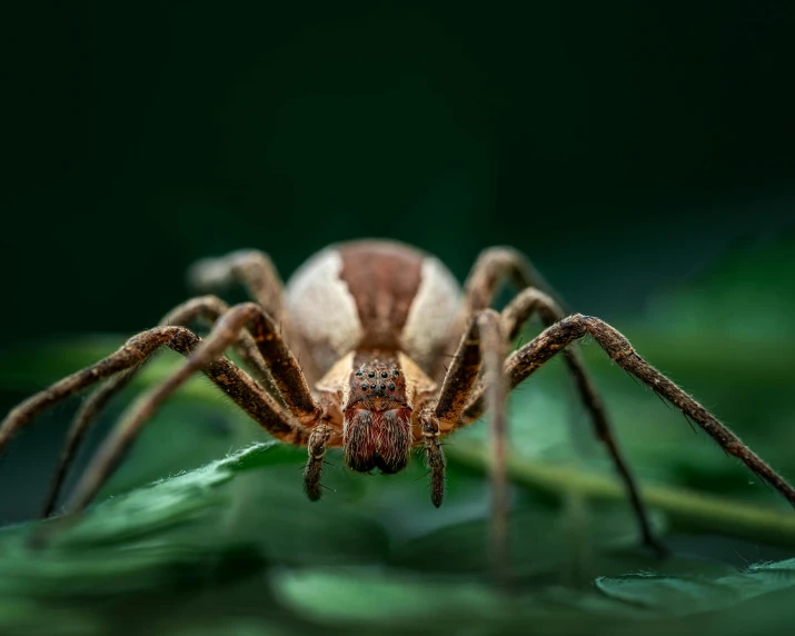 a close up of a spider on a leaf, pexels contest winner, hurufiyya, spider legs large, brown, cinematic front shot, menacing