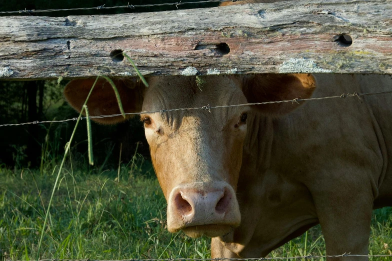 a brown cow standing next to a wooden fence, unsplash, renaissance, square nose, hiding behind obstacles, istockphoto, shot on sony a 7