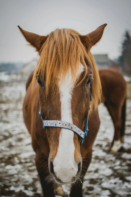 a brown horse standing on top of a snow covered field, up close, profile image