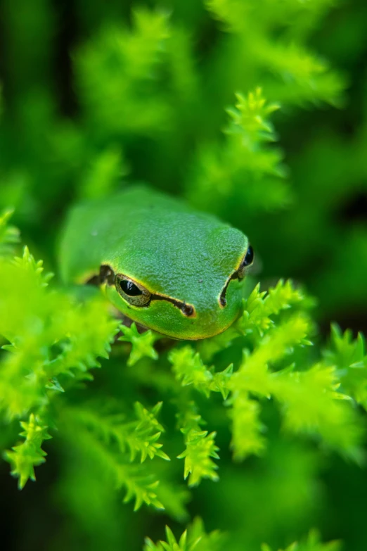 a green frog sitting on top of a green plant