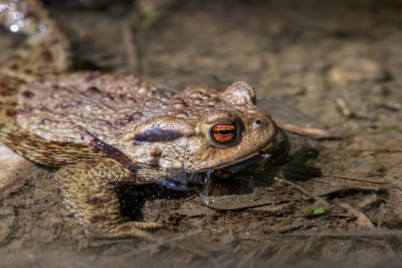 a frog that is sitting in the dirt, an album cover, unsplash, big toad, watery red eyes, paul barson, australian