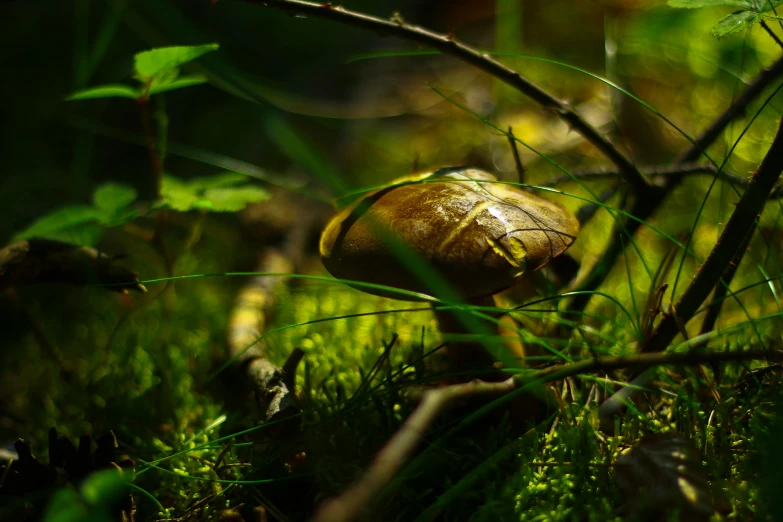 a mushroom that is sitting in the grass, a macro photograph, by Andries Stock, unsplash, forest light, shade, slide show, bioluminescent forest floor