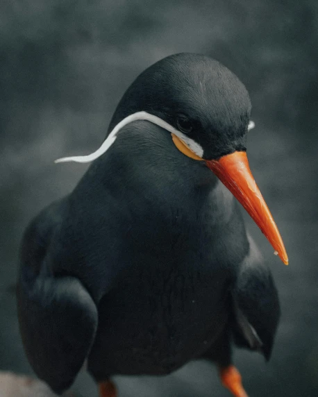 a close up of a bird on a rock, an album cover, by Paul Bird, pexels contest winner, photorealism, black and orange, he has an elongated head shape, stålenhag, with a white nose