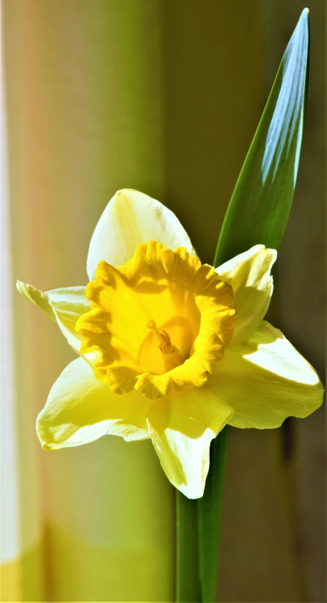 a close up of a flower in a vase, by Phyllis Ginger, pexels, hurufiyya, daffodils, strong sunlight, full frame image, centred