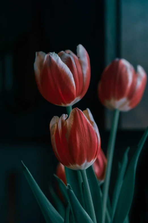 a vase filled with red and white flowers, by Eglon van der Neer, pexels contest winner, tulip, low light, buds, indoor shot