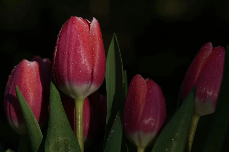 a close up of a bunch of pink tulips, a picture, by Eglon van der Neer, pexels contest winner, dark red, just after rain, fine details 8k octane rendering, made of glazed