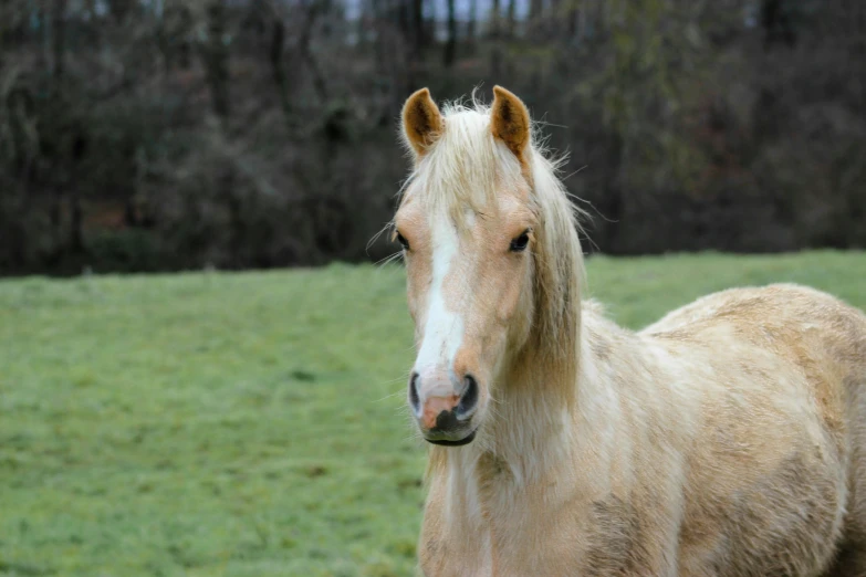 a brown horse standing on top of a lush green field, extremely pale blond hair, taken in the early 2020s, shiny skin”