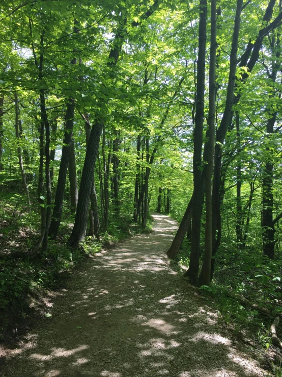 a dirt path in the middle of a forest, towering high up over your view, iu, well shaded, beautiful views
