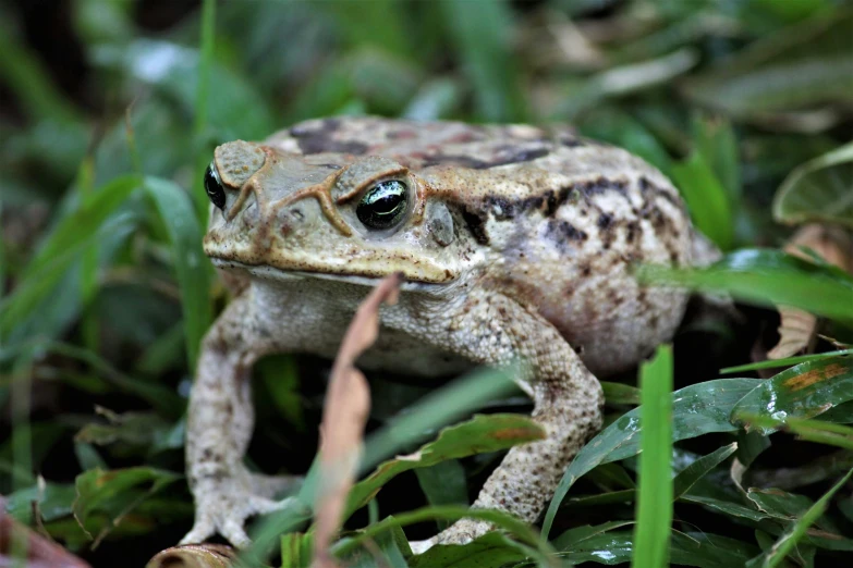 a toad that is sitting in the grass, an album cover, unsplash, renaissance, australian, 2040, grey-eyed, an oldman