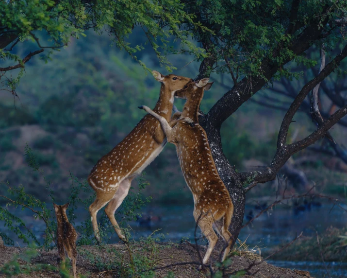 a couple of deer standing on top of a lush green forest, by Max Dauthendey, pexels contest winner, khajuraho, dancing with each other, polka dot, at night