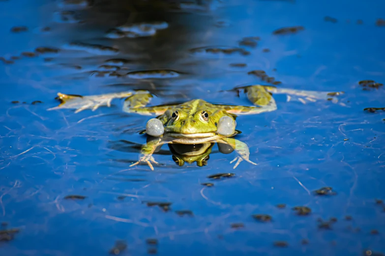 a frog that is sitting in some water, unsplash, renaissance, on a sunny day, blue and green, liquid gold, brockholes