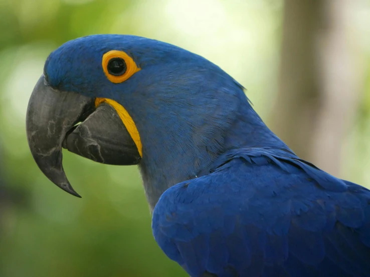 a close up of a blue and yellow parrot, pexels contest winner, hurufiyya, brilliant royal blue, louisiana, a wooden, avatar image