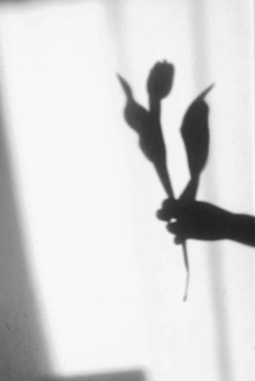 a black and white photo of a person holding a flower, inspired by André Kertész, romanticism, tulips, siluette, 35mm film still from 1994, :: morning