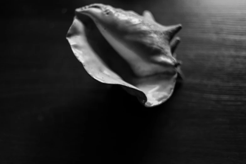 a close up of a shell on a table, a black and white photo, unsplash, datura, 15081959 21121991 01012000 4k, plastic, real photo